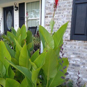 Mixed LOT OF 10 Canna Lily Rhizomes Bulbs Tubers Red Yellow Peach Jumbo Flowers